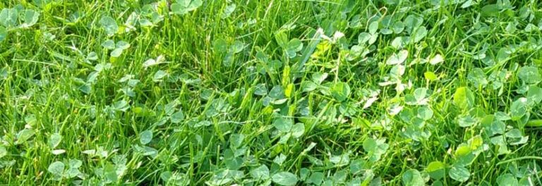 Unkraut im Rasen bekämpfen So wird es dauerhaft richtig entfernt