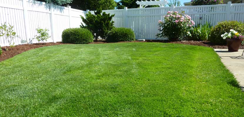 Rasen richtig pflegen düngen, mähen, mulchen, Unkraut weg